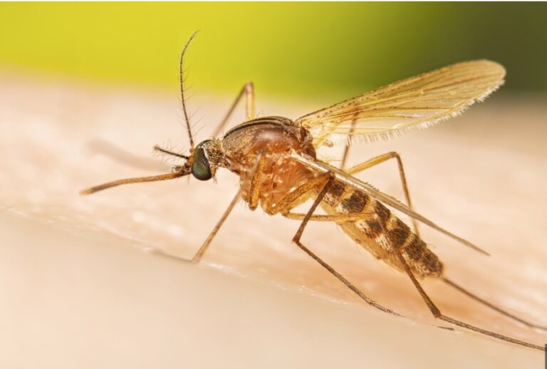Buzz kill: Malaria case near Tacoma was locally acquired