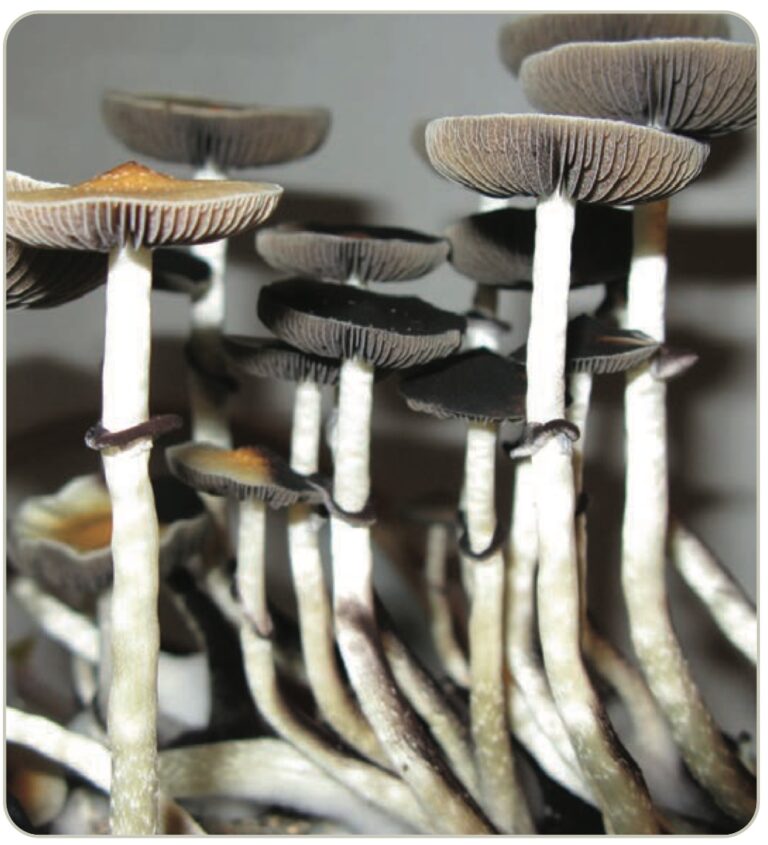 The Last Frontier may be the next psychedelic frontier with ballot initiative approved for signatures