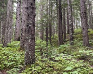 Roadless Rule Repeal Empowers Local Land Management