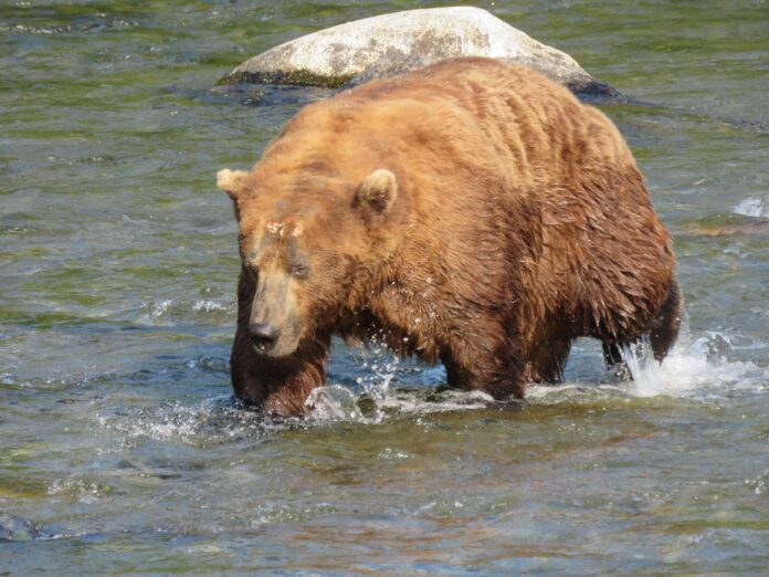 Katmai Bear