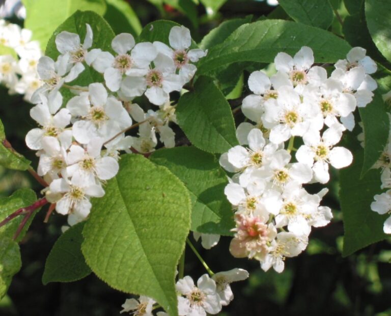 Alaska quarantines invasive cherry trees to protect ecosystems, salmon