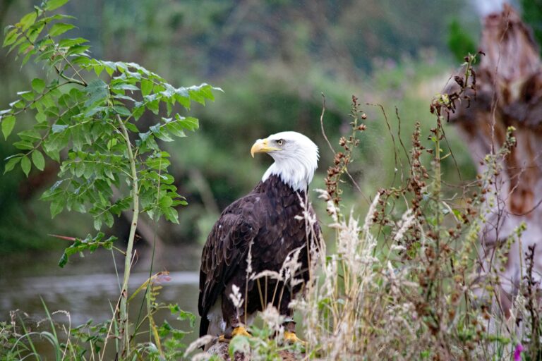 Another Option for Eagle River: Annex Now to Mat-Su