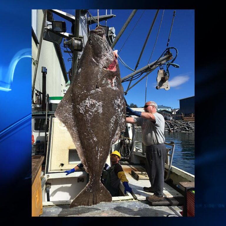 Seattle-Based Trade Association Attempts to Restrict Alaska’s Halibut Fishing