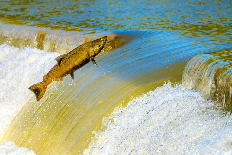 Alaska Fish & Game Announces NMFS Decision to Not List Chinook Under Endangered Species Act