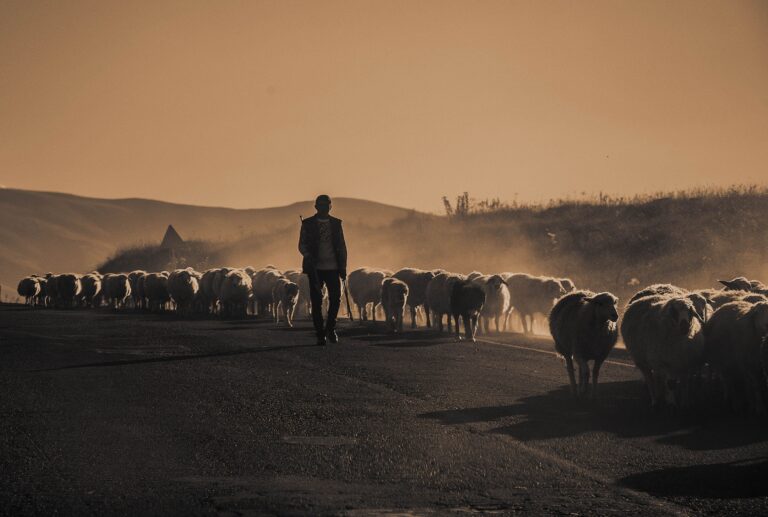 The Marks of a True Shepherd: A Reflection on Psalm 23