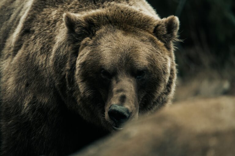 Bear Attack in Kodiak
